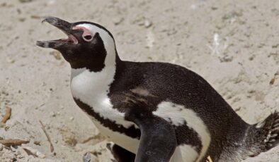 Güney Afrika’da Helikopter Kazasının Nedeni Şaşkına Çevirdi