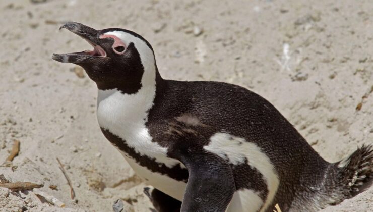 Güney Afrika’da Helikopter Kazasının Nedeni Şaşkına Çevirdi