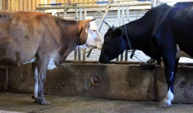 Güney Amerika’dan Düve İthalatı Planı