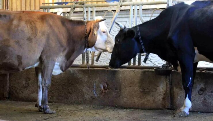 Güney Amerika’dan Düve İthalatı Planı