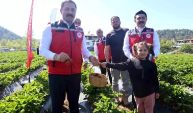 Hatay’da Çilek Hasadı Başladı