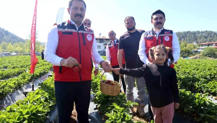 Hatay’da Çilek Hasadı Başladı