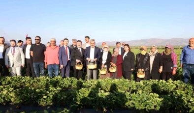 Hatay’da Depremzedelere Çilek Fidesi Desteği ile İlk Hasat Gerçekleştirildi
