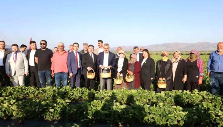 Hatay’da Depremzedelere Çilek Fidesi Desteği ile İlk Hasat Gerçekleştirildi