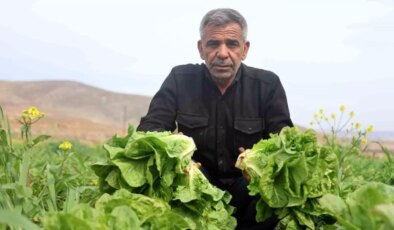 Hatay’da Marul Hasadı Kuraklıktan Etkilendi