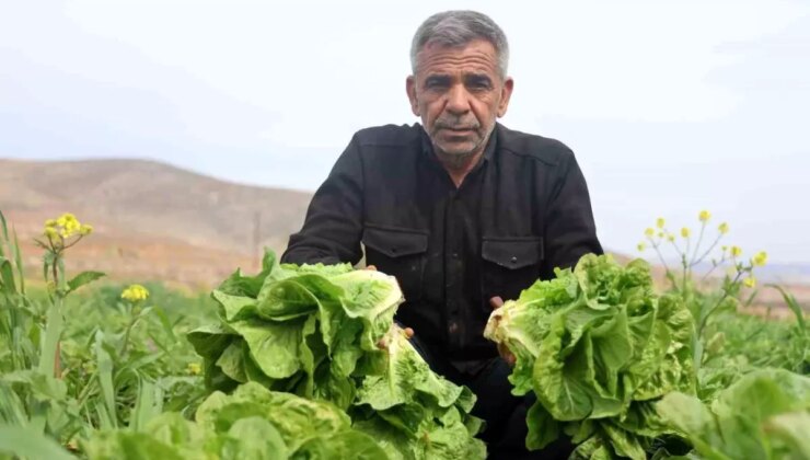Hatay’da Marul Hasadı Kuraklıktan Etkilendi