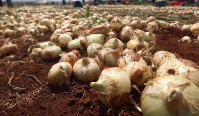 Hatay’da soğan hasadı başladı, rekolte çiftçinin yüzünü güldürdü: Tarlada kilosu 15-20 TL