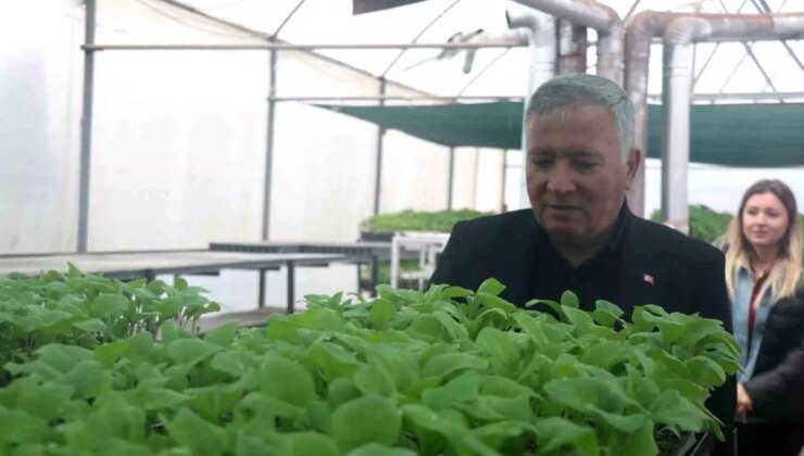 Honaz Belediyesi, Ata Tohumlarından Ücretsiz Fide Dağıtımı Yapıyor