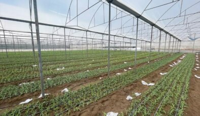 Isparta’da Karanfil Üretimi Artıyor