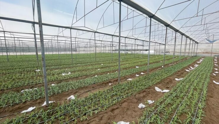 Isparta’da Karanfil Üretimi Artıyor