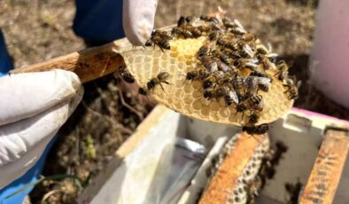 Kadınlardan Ana Arı Üretimi