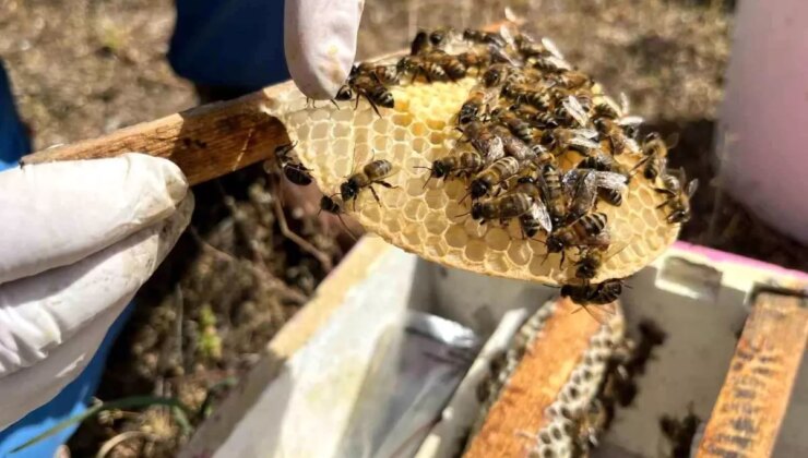 Kadınlardan Ana Arı Üretimi