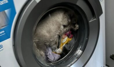 Kahramanmaraş’ta kedi çamaşır makinesine sıkıştı