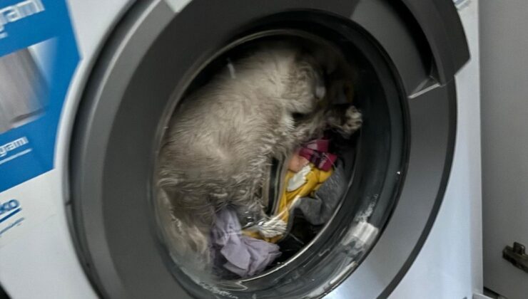 Kahramanmaraş’ta kedi çamaşır makinesine sıkıştı