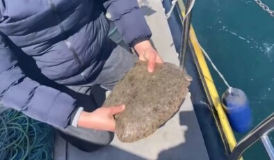 Kalkan Balığı Avı Yasak, Ağlara El Konuldu
