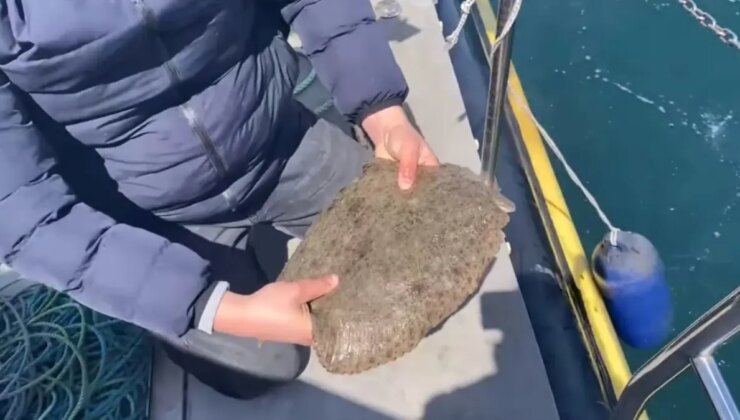 Kalkan Balığı Avı Yasak, Ağlara El Konuldu