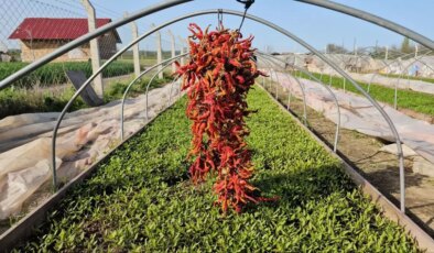 Karaağaç Biberi Üretimi Maliyetleri Düşürüyor