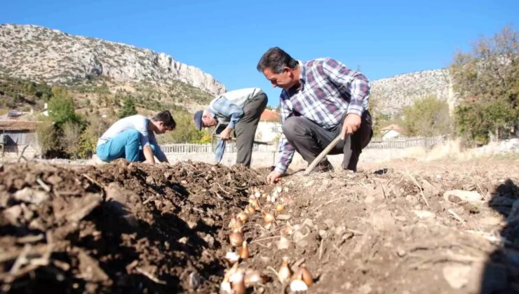 Kardelen soğanlarının doğadan sökümü yasaklandı