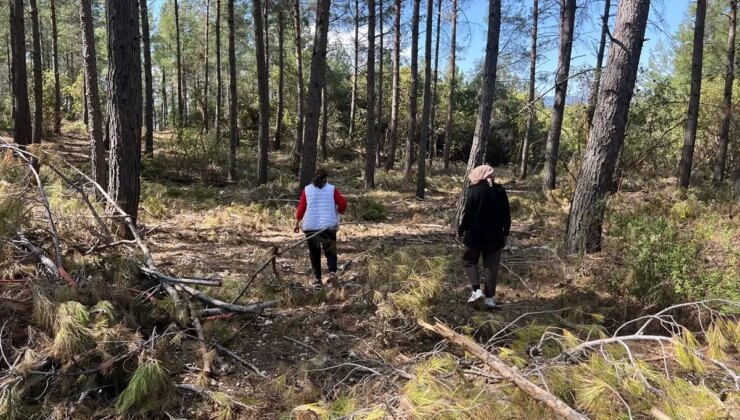 Kaş’ta Yabani Kuşkonmaz Satışı