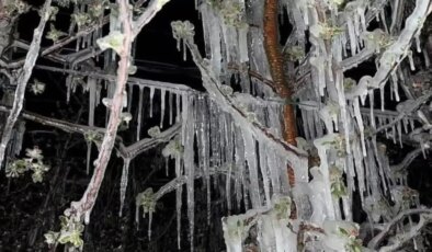 Elma ve Kayısı Ağaçları Büyük Zarar Gördü
