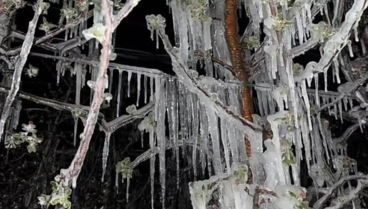 Elma ve Kayısı Ağaçları Büyük Zarar Gördü