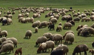 Koyunlar Meralara Dönüyor