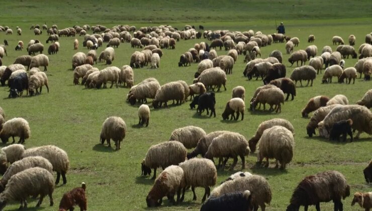 Koyunlar Meralara Dönüyor