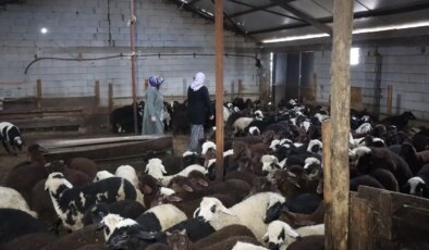 Küçükbaş Hayvancılıkta Başarı Hikayesi