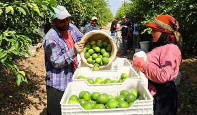 Limonda stokçuların oyunu ortaya çıktı