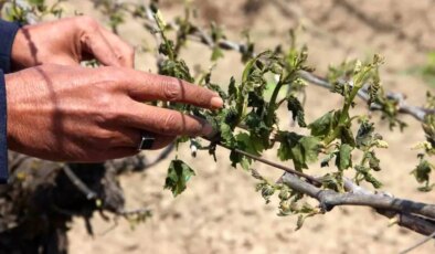 Üzüm Bağlarında Büyük Hasara Yol Açtı