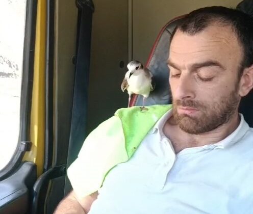 Rize’de Minik Martıyla Dost Olan Adnan Saymaz