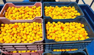 Mersin’de Kayısı Hasadı Başladı