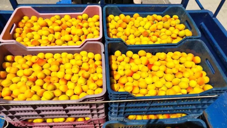 Mersin’de Kayısı Hasadı Başladı