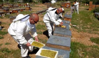 Mersin’de Polen Hasadı Başladı