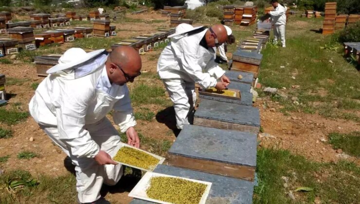 Mersin’de Polen Hasadı Başladı