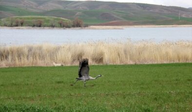 Nesli Tehdit Altındaki Turnalar Hafik’te Görüntülendi