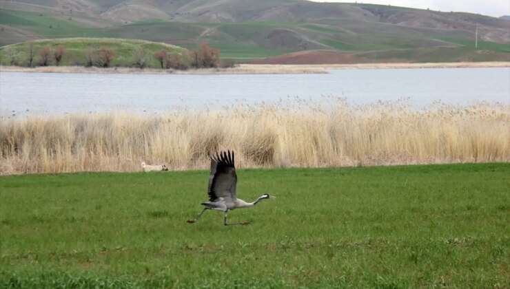 Nesli Tehdit Altındaki Turnalar Hafik’te Görüntülendi