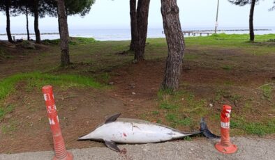 Samsun Sahilinde Ölü Yunus Bulundu