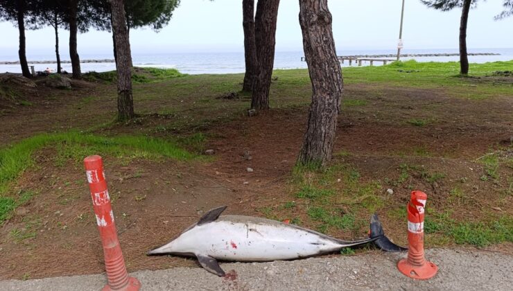 Samsun Sahilinde Ölü Yunus Bulundu