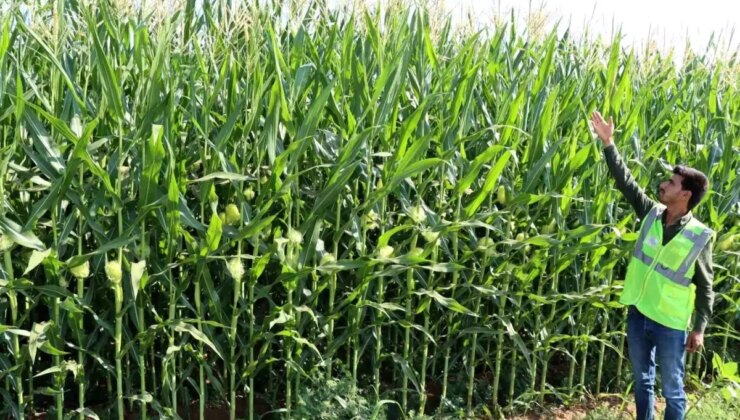 Şanlıurfa Büyükşehir Belediyesi Tarım Projeleriyle Yüksek Verim Elde Ediyor