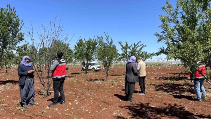 Şanlıurfa’da Tarımsal Zarar Tespiti Başladı