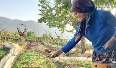 Sarıgöl’de Tütün Dikimi İçin Hazırlıklar Tamamlandı
