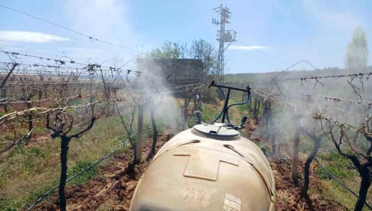 Sarıgöl’de Zirai Don Zararı: Çiftçiler Umutla İlaçlama Yapıyor