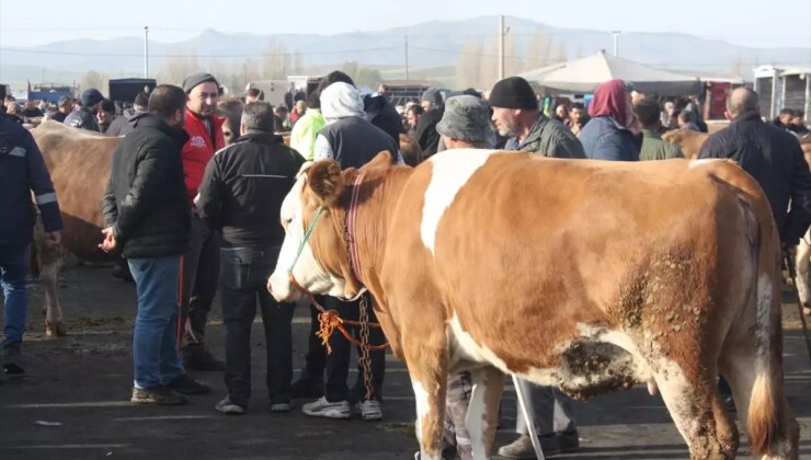 Şarkışla Hayvan Pazarında Bayram Yoğunluğu