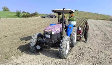 Selendi’de Tütün Hasadı Başladı