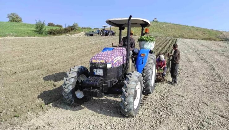 Selendi’de Tütün Hasadı Başladı