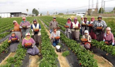 Silifke Çileği İhraç Ediliyor