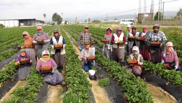 Silifke Çileği İhraç Ediliyor