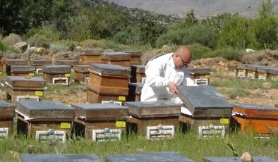 Silifke’de Polen Hasadı Başladı