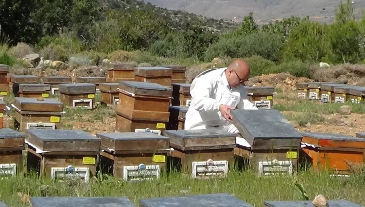 Silifke’de Polen Hasadı Başladı